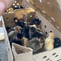 جوجه زینتی کاکلی گردن لخت سلطان|حیوانات مزرعه|سیرجان, |دیوار