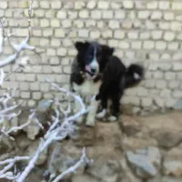 واگذاری جفت توله نر و لاس ذات دار میش بز بره قوچ