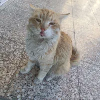 گربه پیدا شده