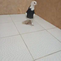 کفتر طوقی نر