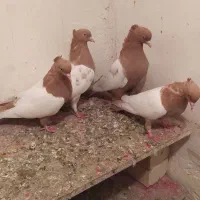 کفتر سینه زرد|پرنده|چناران, |دیوار