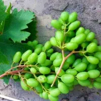 غوره عسگری