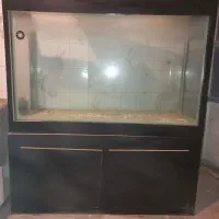 اکواریوم|ماهی|کرمان, |دیوار