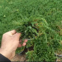 فروش چمن فرانکینیا.یاس رونده روی غنچه به صورت عمده