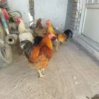 خروس جوان گوشتی