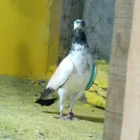 کبوتر جوانه تیدی|پرنده|چابهار, |دیوار