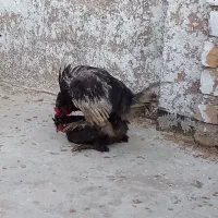 خروس و مرغ سلطان جوان