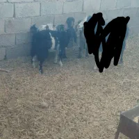 بزغاله دورگ پاکستانی ماده|حیوانات مزرعه|سده (خراسان جنوبی), |دیوار