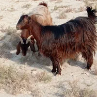 فروش 20راس کولار بز|حیوانات مزرعه|ارد, |دیوار