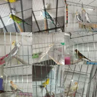 پرنده فروشی طوطیو