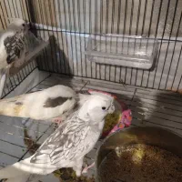 عروس هلندی ماده دارم با نر بالغ عوض میکنم