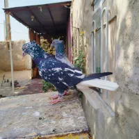 کبوترسارهفرنگ دمسفید14دم سینه سیاه کله رنگه طوقی|پرنده|مشهد, موسوی قوچانی|دیوار