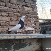 کبوتر پرنده طوقی دزفول منطقه چغامیش