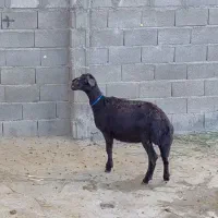 بره ماده قره قزل