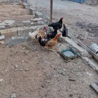 مرغ|حیوانات مزرعه|بروجرد, |دیوار