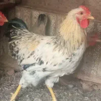 خروس چهل تاج