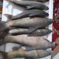 ماهی زرد پر رودخونه