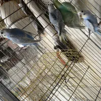 عروس وایت فیس مرغ عشق جم|پرنده|جم, |دیوار