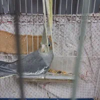 عروس هلندی|پرنده|رشت, خرسندی|دیوار