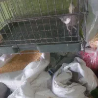 عروسهلندیمادهوجوجهعروس|پرنده|بروجرد, |دیوار