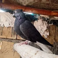 دم سفید|پرنده|فلاورجان, |دیوار