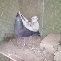 کبوتر پرشی|پرنده|نقده, |دیوار