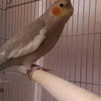 جفت عروس هلندی بالغ جوجه گرفتم معاوضه با قناری|پرنده|صدرا-فارس, فاز ۱|دیوار