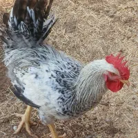 خروس