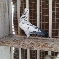 کبوتر دورگ|پرنده|اهواز, فاز ۱ پادادشهر|دیوار