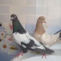 قفس