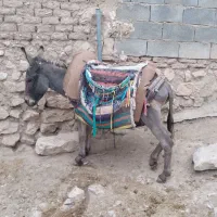 فروش.حیوانات|حیوانات مزرعه|بجنورد, |دیوار