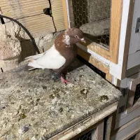 کبوتر|پرنده|اردبیل, |دیوار