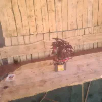 استخدام باریستا