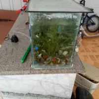 آکواریوم|ماهی|فلاورجان, |دیوار