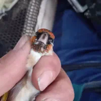 سره هر دو ماده هستند|پرنده|صوفیان, |دیوار