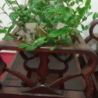 عسلی