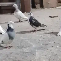 کبوتر کبوتر پلنگ