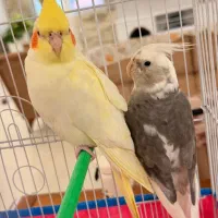 عروس هلندی لوتینو جفت