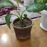 گل دیفن باخیا|گل و گیاه طبیعی|شهرضا, |دیوار