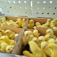 جوجه یک روزه گلپایگانی و گوشتی|حیوانات مزرعه|مشهد, ارشاد|دیوار