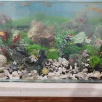 آکفاریوم با ماهی