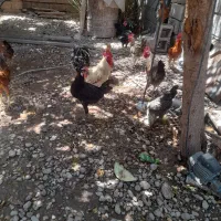 فروش ۶ خروس یکساله جوان