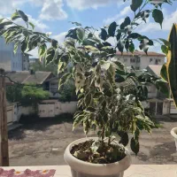 گل بنجامین|گل و گیاه طبیعی|خمام, |دیوار