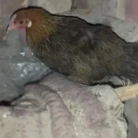 یک عدد مر غ