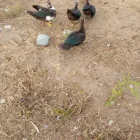 اردک بالغ