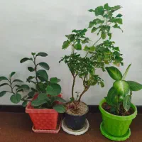 فروش گل های طبیعی|گل و گیاه طبیعی|شهرکرد, |دیوار