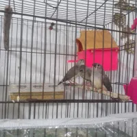 ۲عدد فنج ۴ماهه