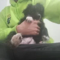 سگ پامر اشپیتز (شادو)|سگ|رشت, استقامت ۲|دیوار