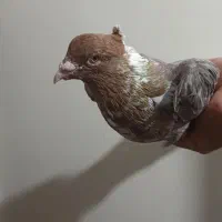 کفتر|پرنده|مشهد, دهشک|دیوار