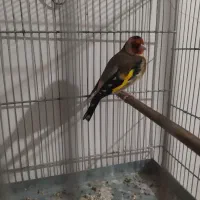 سهره نر